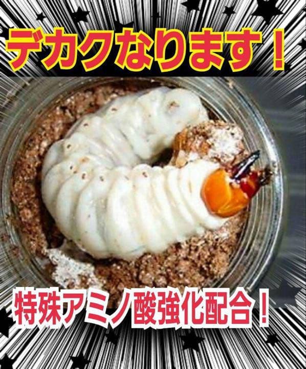 極上！ヒマラヤひらたけ菌糸ブロック【6個】トレハロース強化配合！オオクワに抜群！