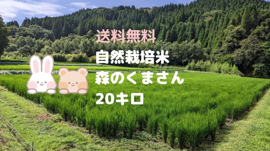 ★自然栽培米　玄米20kg(10kg×2)　令和7年度　熊本県産　森のくまさん★