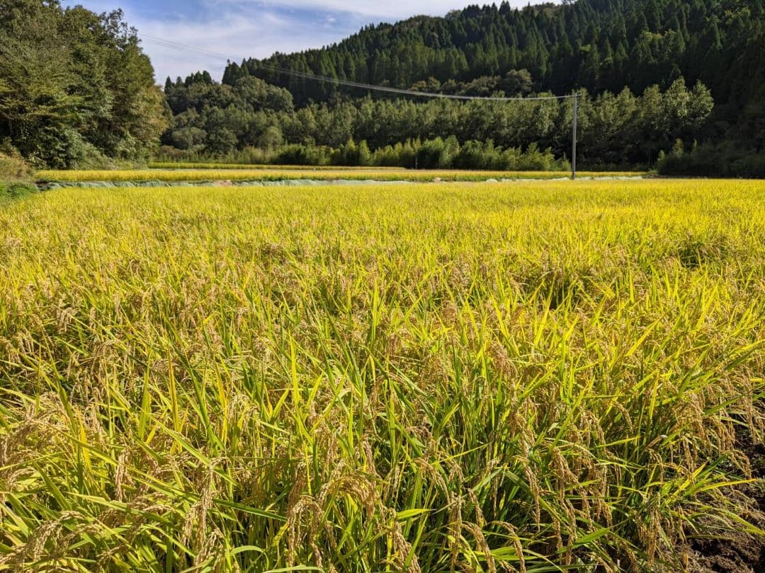 ★自然栽培米　玄米20kg(10kg×2)　令和7年度　熊本県産　森のくまさん★