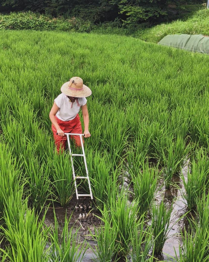 ★自然栽培米　玄米20kg(10kg×2)　令和7年度　熊本県産　森のくまさん★