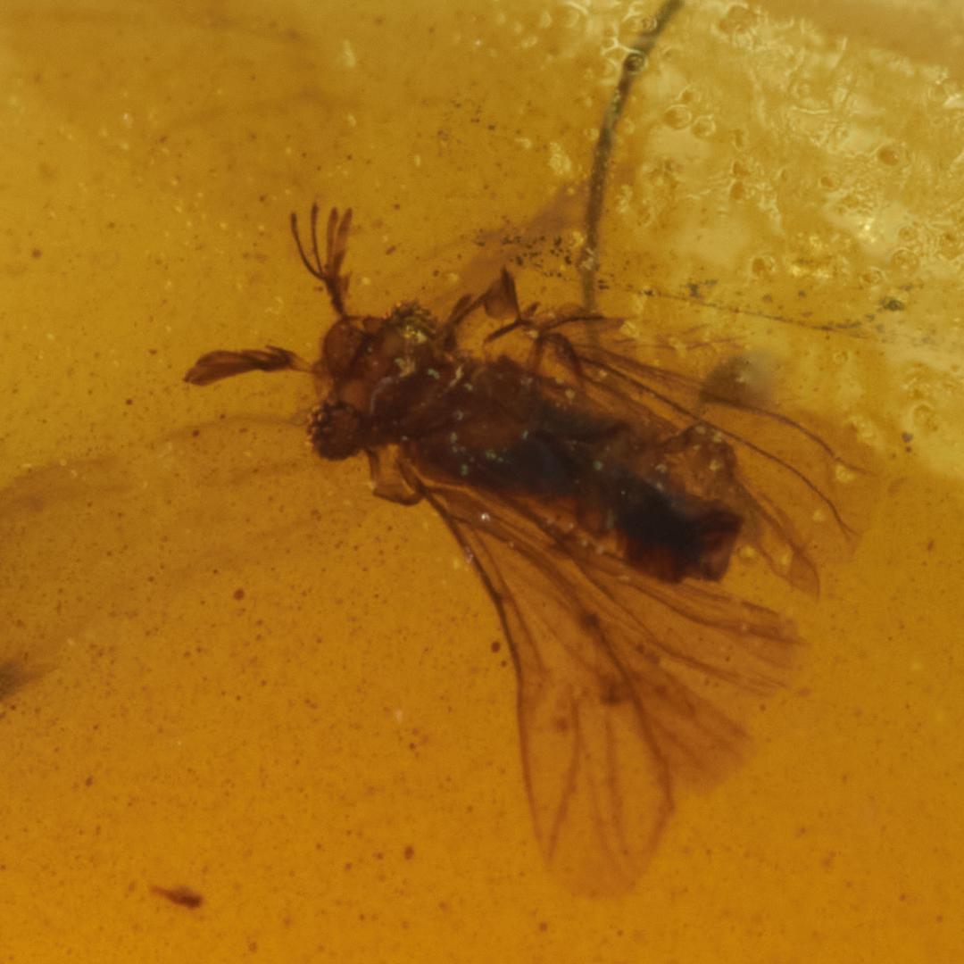 レア極上品PA0000虫入り琥珀化石　ミャンマーカムティかタナイ9900万年前