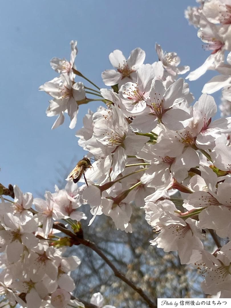 【令7】百花蜜 1000g 2本 長野県産 国産蜂蜜 生はちみつ 西洋蜜蜂y