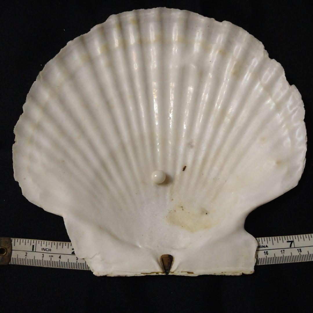 ✰✰スキャロップパール (天然帆立貝から希少な大きなパール)、鑑定書付き