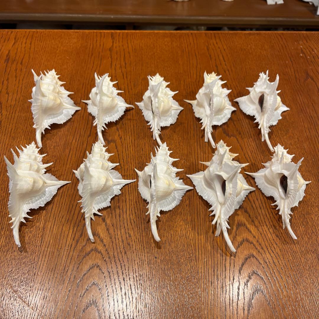 海*貝様 【最終在庫】　美品　東シナ海産　蓋付き　ガンセキバショウ　10点セット