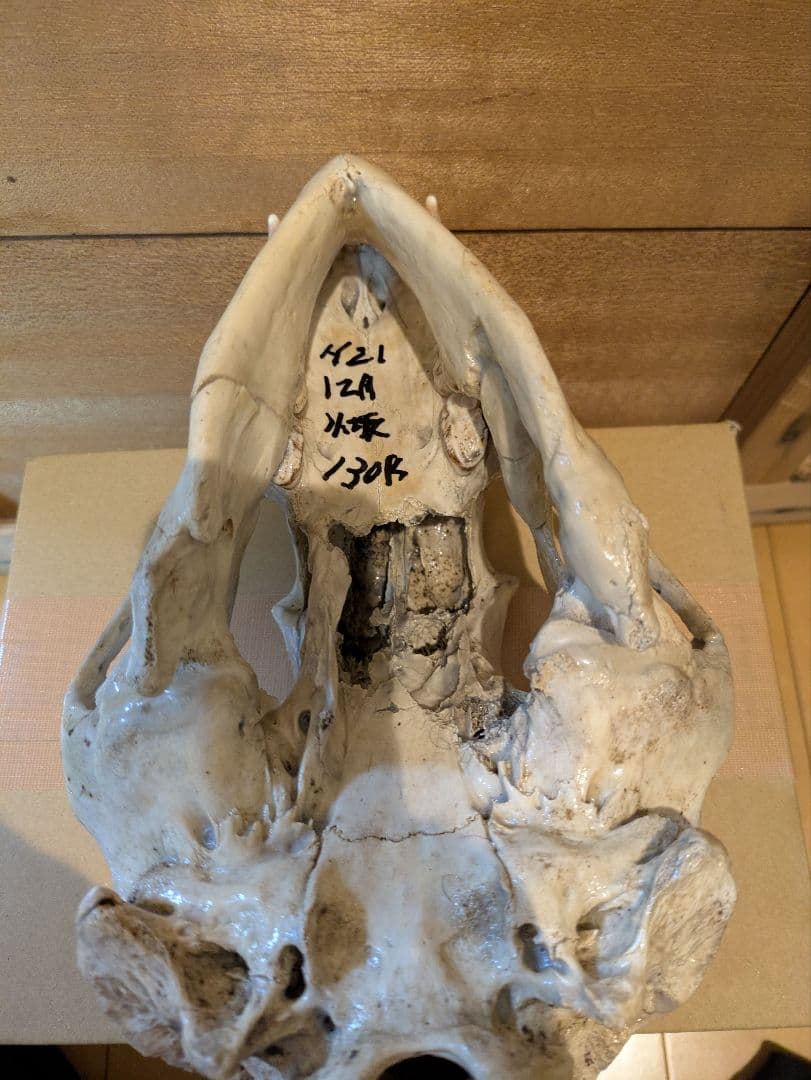 ツキノワグマ 頭骨 骨格標本 剥製