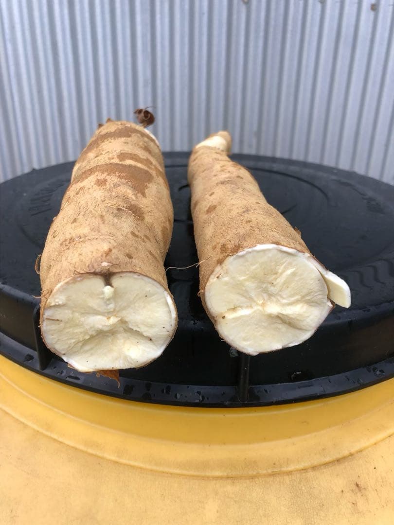 徳之島産キャッサバ薄黄色生芋15キロ入り