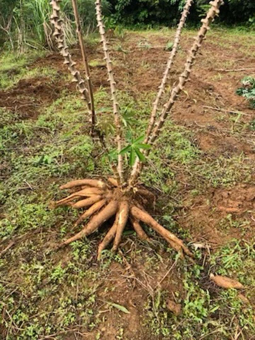 徳之島産キャッサバ薄黄色生芋15キロ入り