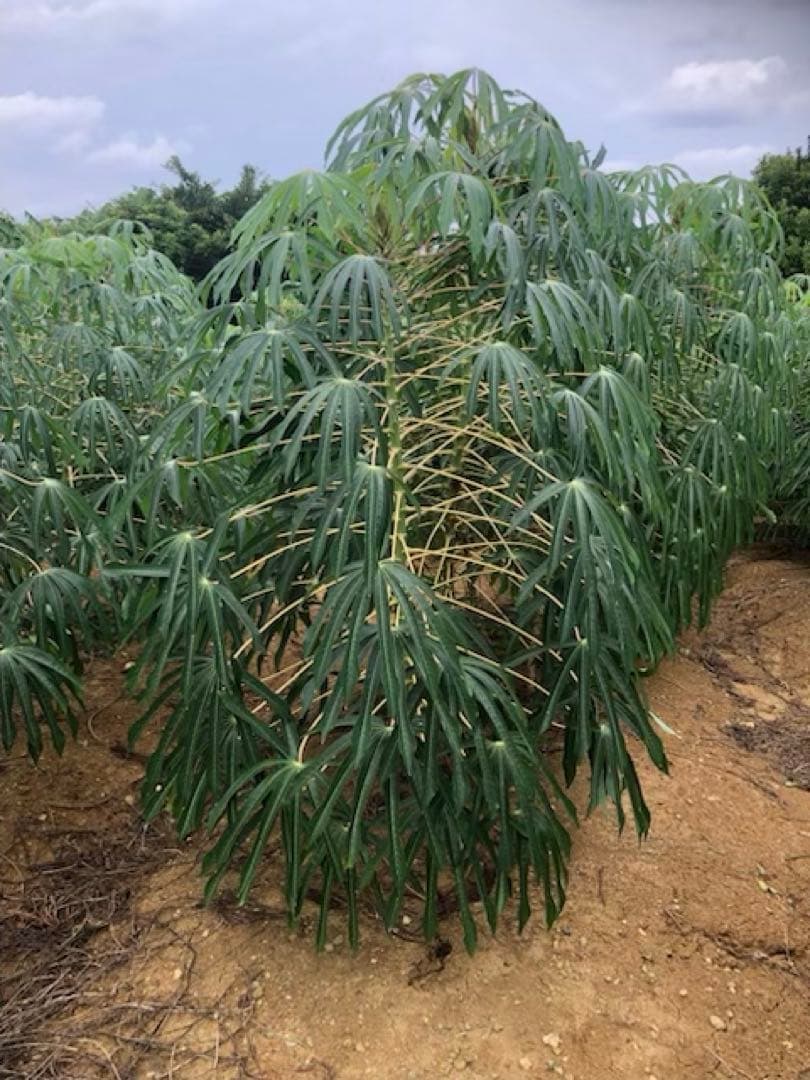 徳之島産キャッサバ薄黄色生芋15キロ入り