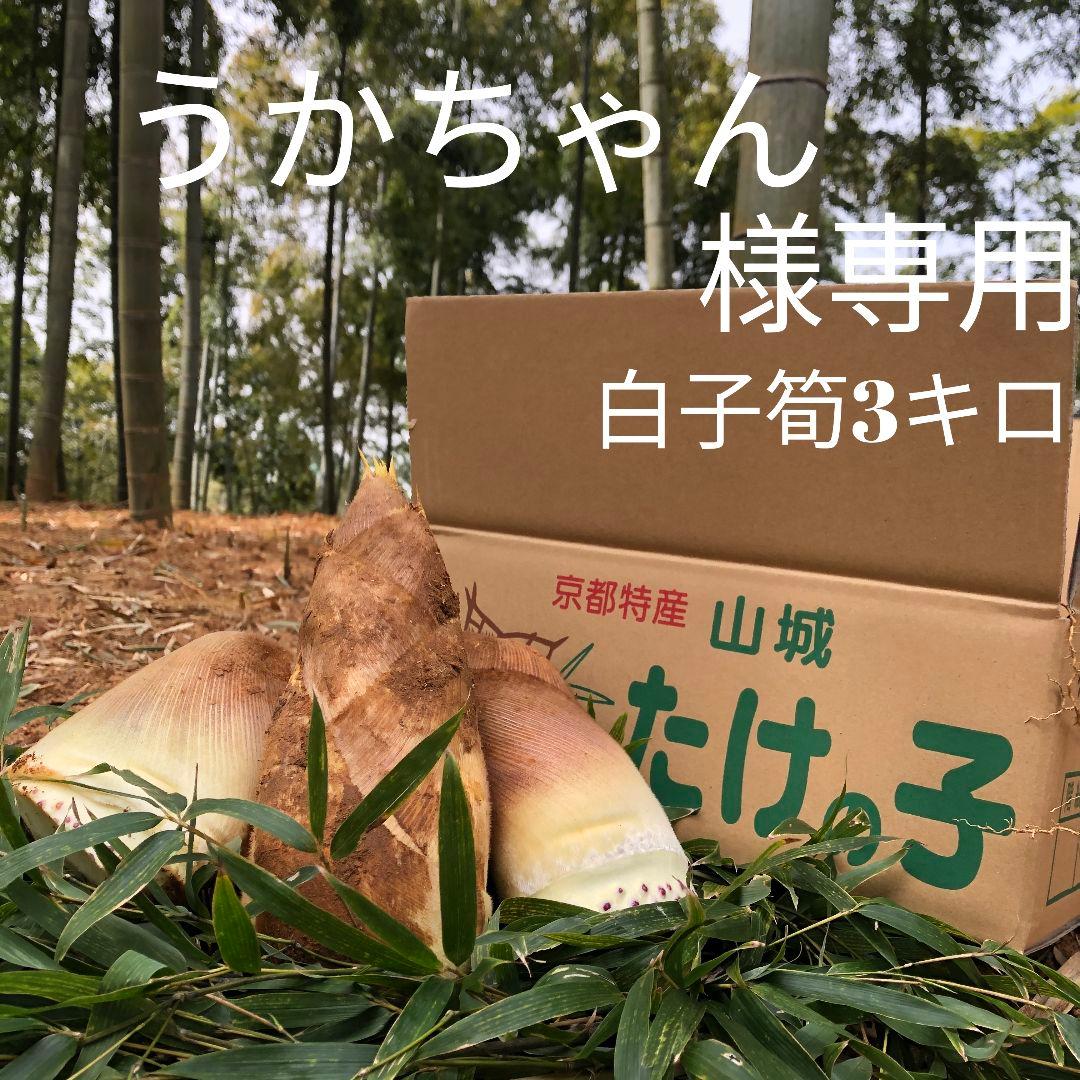うかちゃん　白子筍3キロ