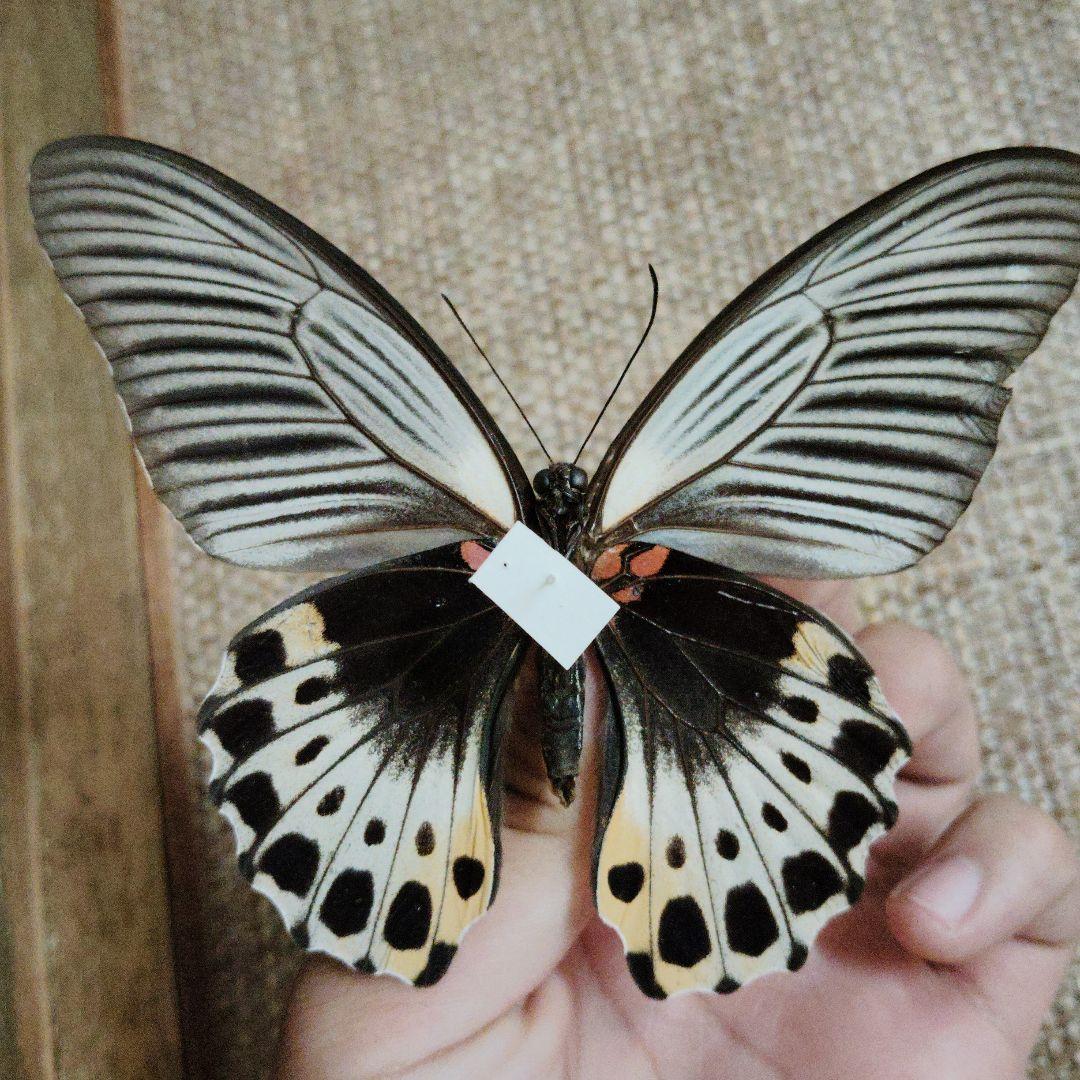 蝶標本　ナガサキアゲハ sipora島産　インドネシア