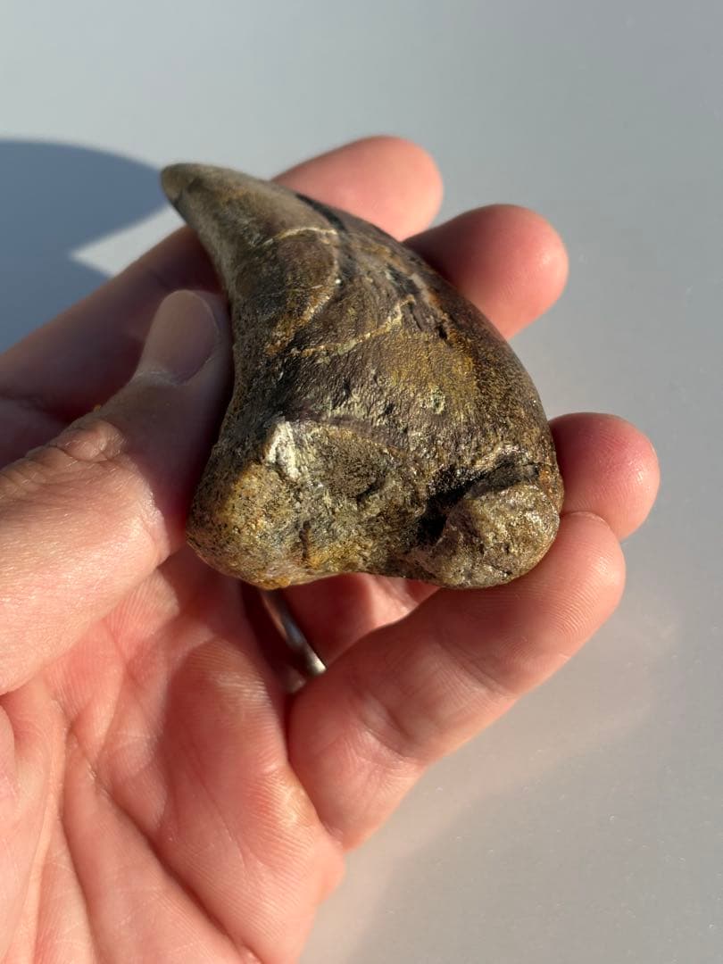 補修2〜3% マダガスカルのラパレントサウルス　フットクロウ　爪　化石　恐竜