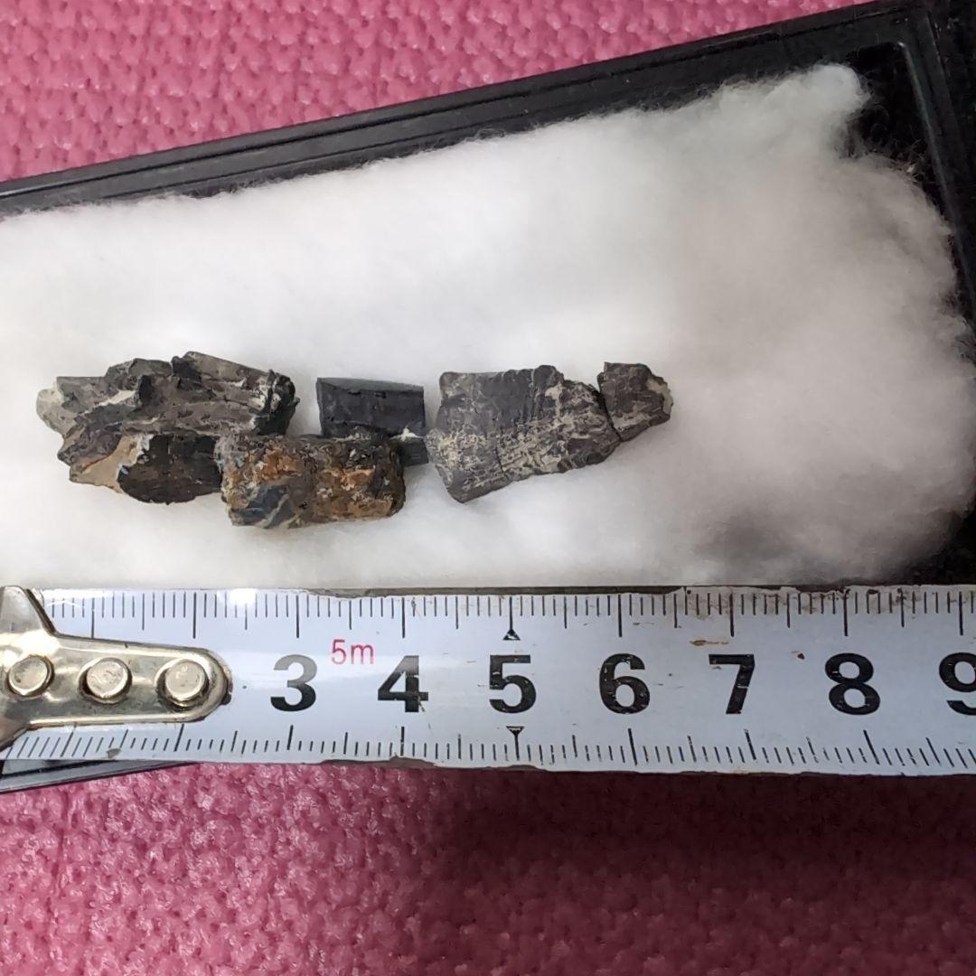 本物　ディノサウルス(ダスプレトサウルス)　歯化石　4個