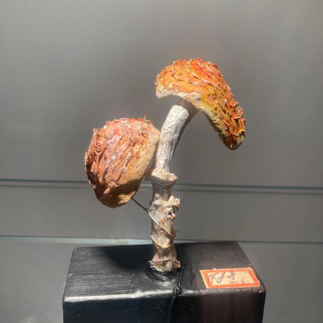 フランス　きのこ　模型　ビンテージ　実験　レトロ　石膏