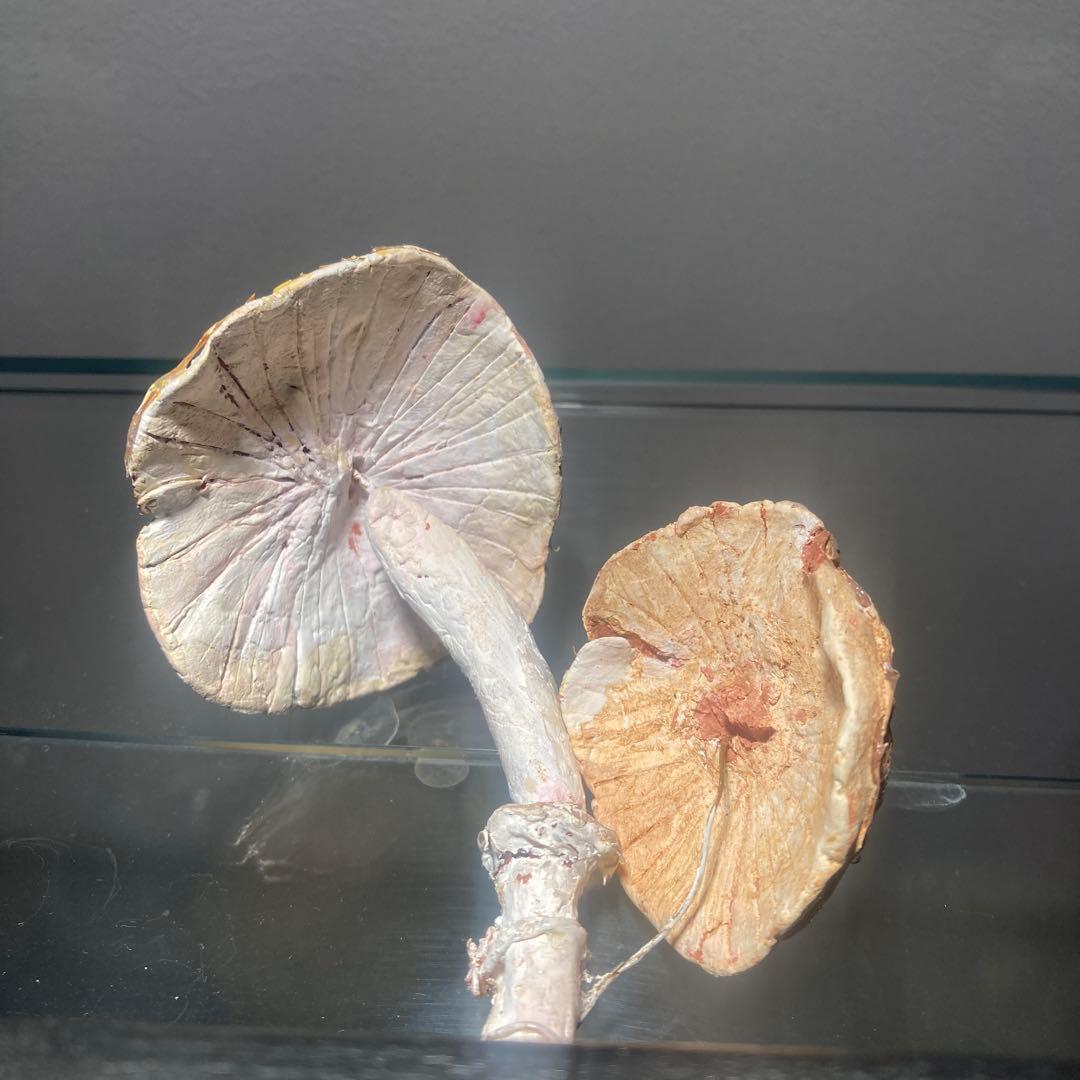 フランス　きのこ　模型　ビンテージ　実験　レトロ　石膏