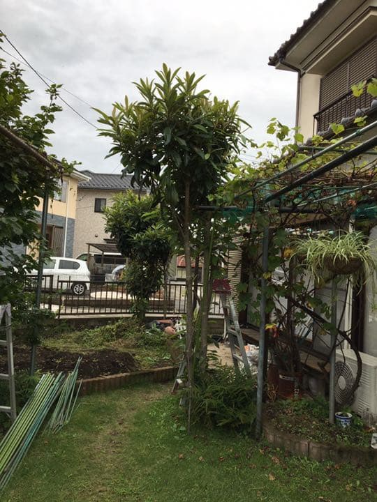 庭木売ります　　現物確認後、要相談　五千円から２万