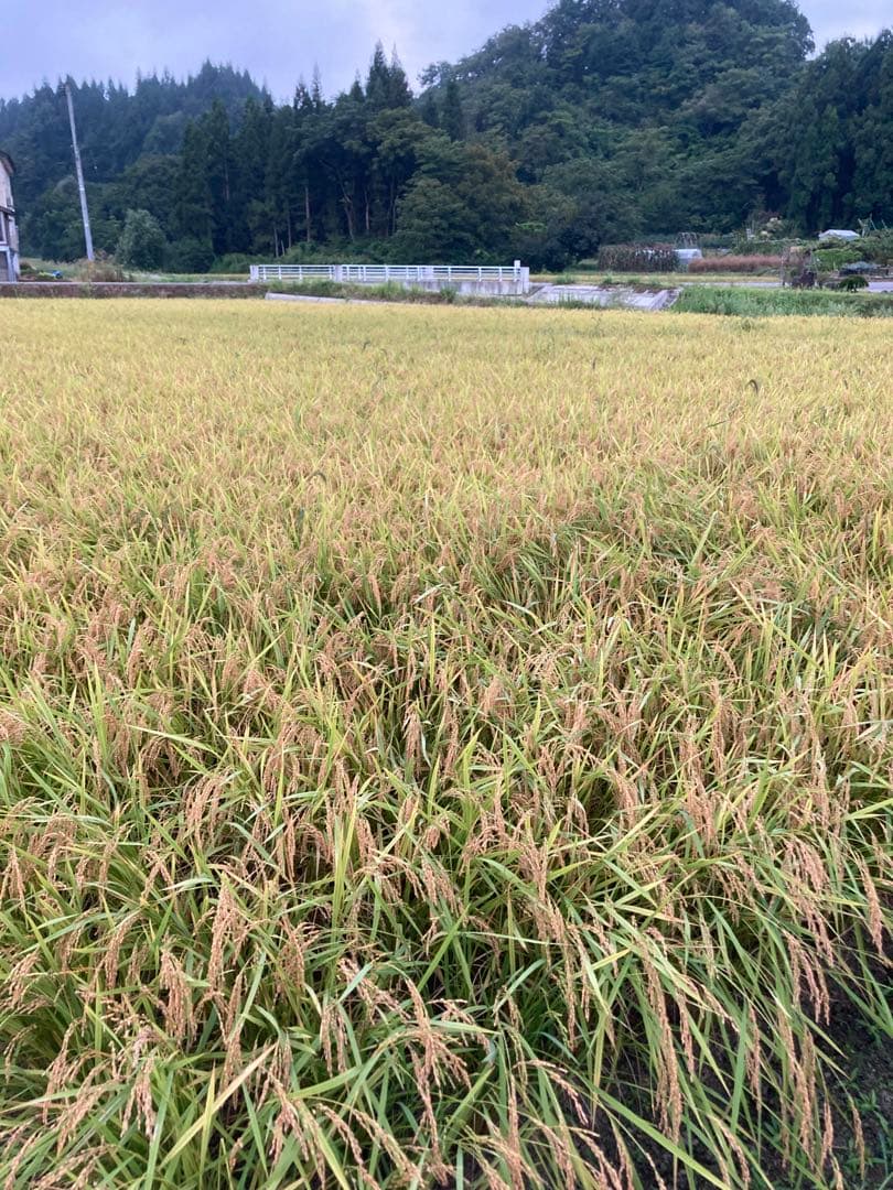 令和7年産魚沼コシヒカリ　玄米30kg