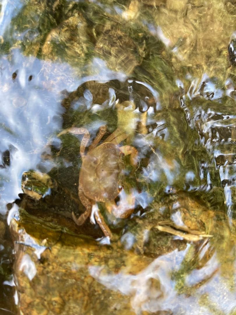 令和7年産魚沼コシヒカリ　玄米30kg