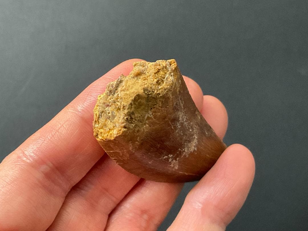 カルカロドントサウルスの歯 [DS364] 化石 恐竜の歯