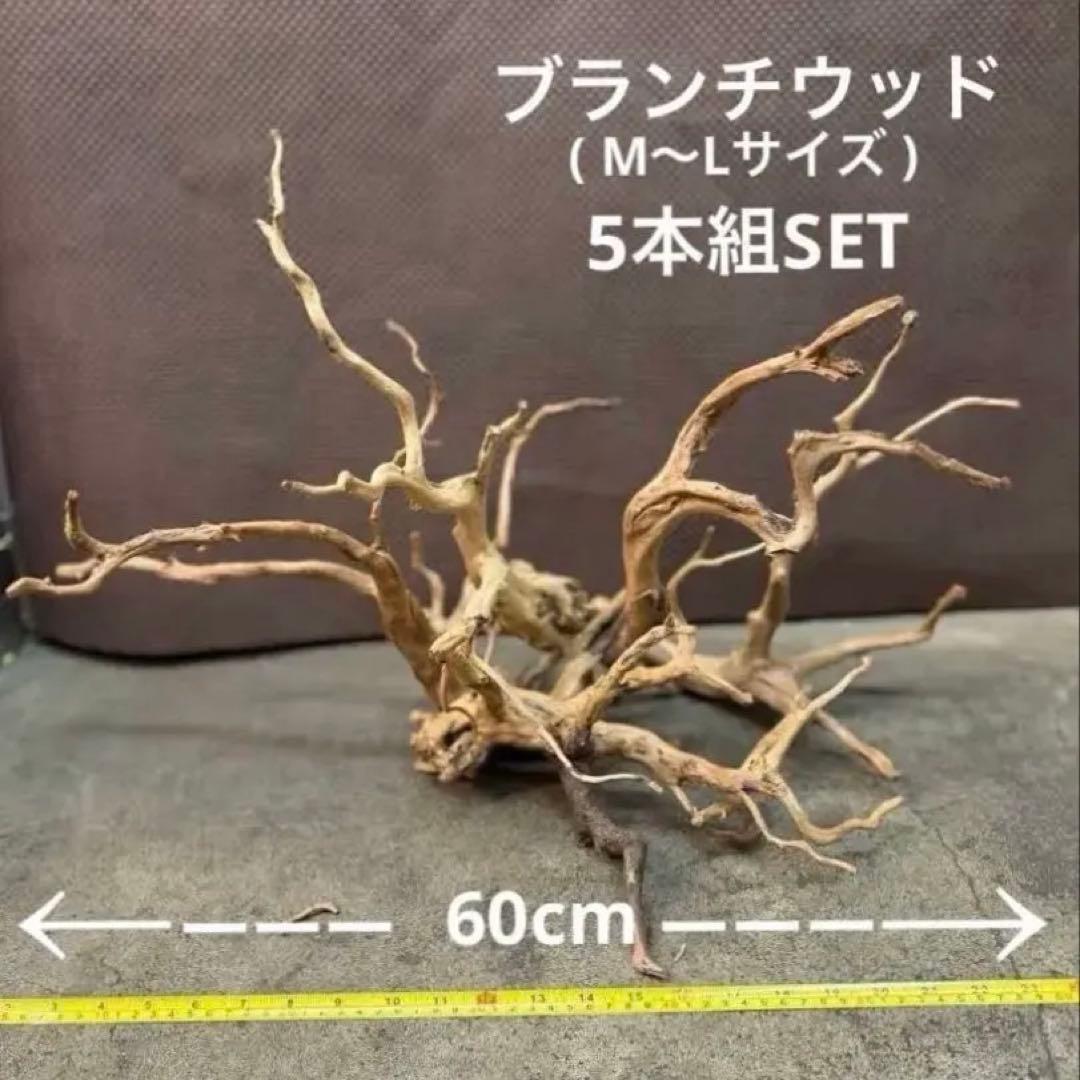 ブランチウッド アクアリウム＆テラリウム流木5本組SET(オマケ流木3本付き)
