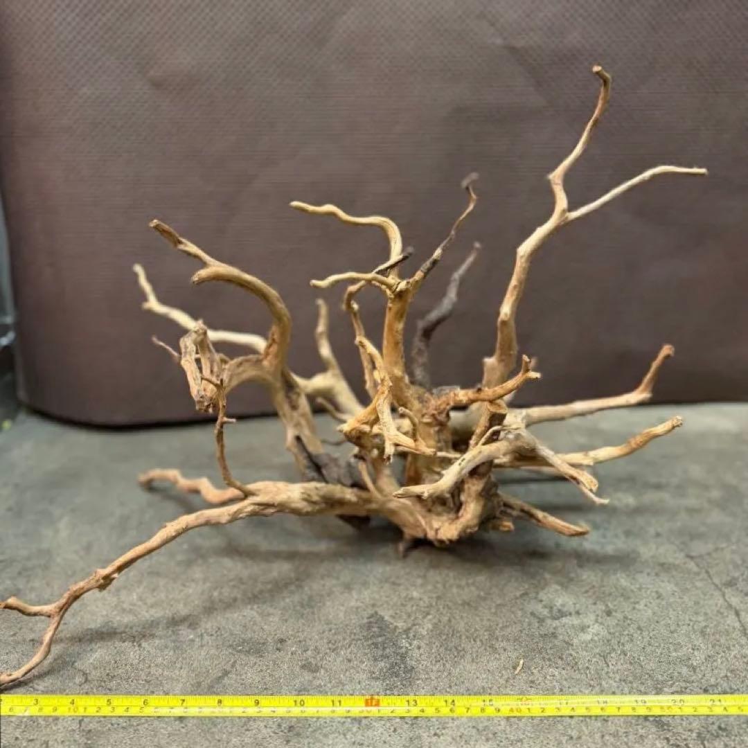 ブランチウッド アクアリウム＆テラリウム流木5本組SET(オマケ流木3本付き)