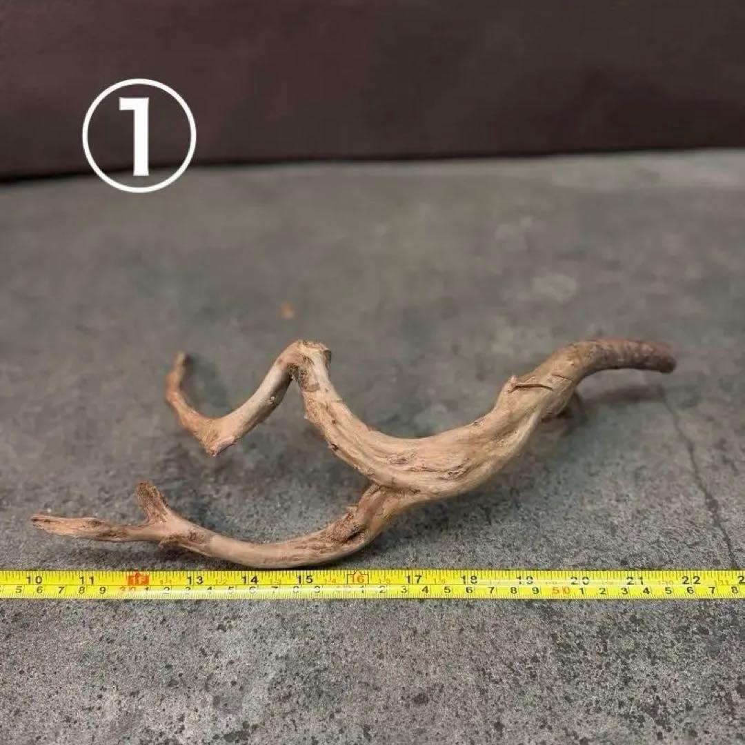 ブランチウッド アクアリウム＆テラリウム流木5本組SET(オマケ流木3本付き)