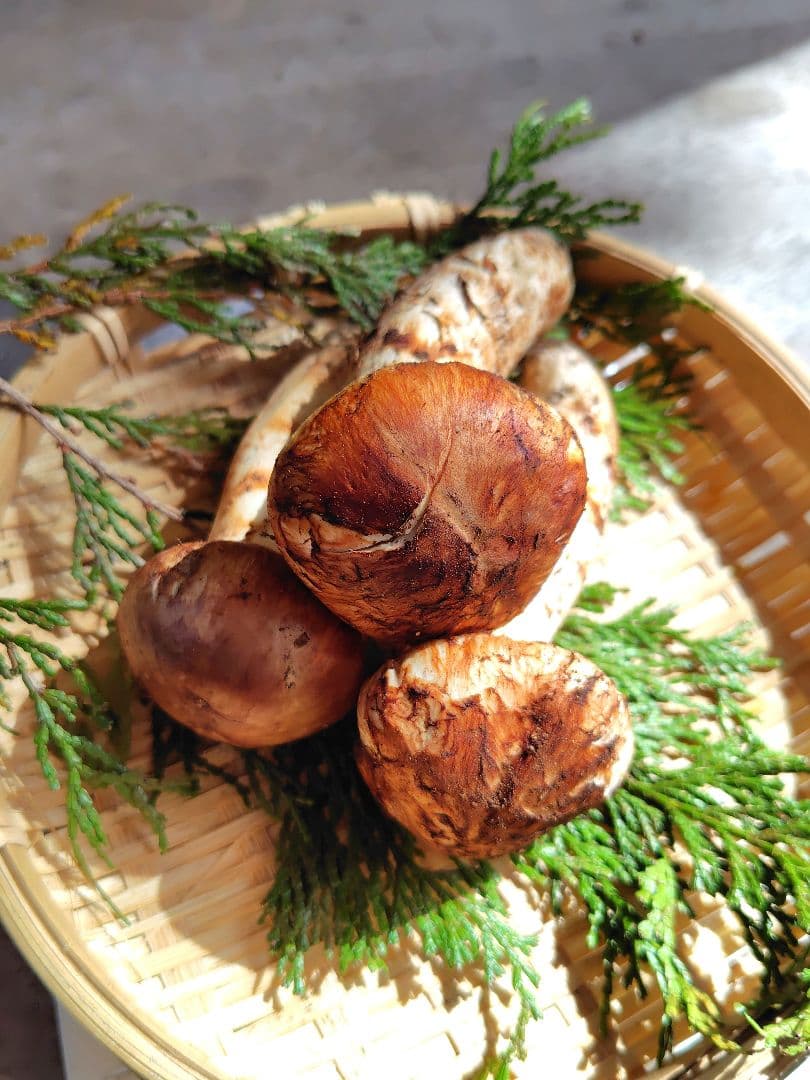 上つぼみ 松茸 127g すだちつき 信州 北アルプス産 天然きのこ 長野 国産