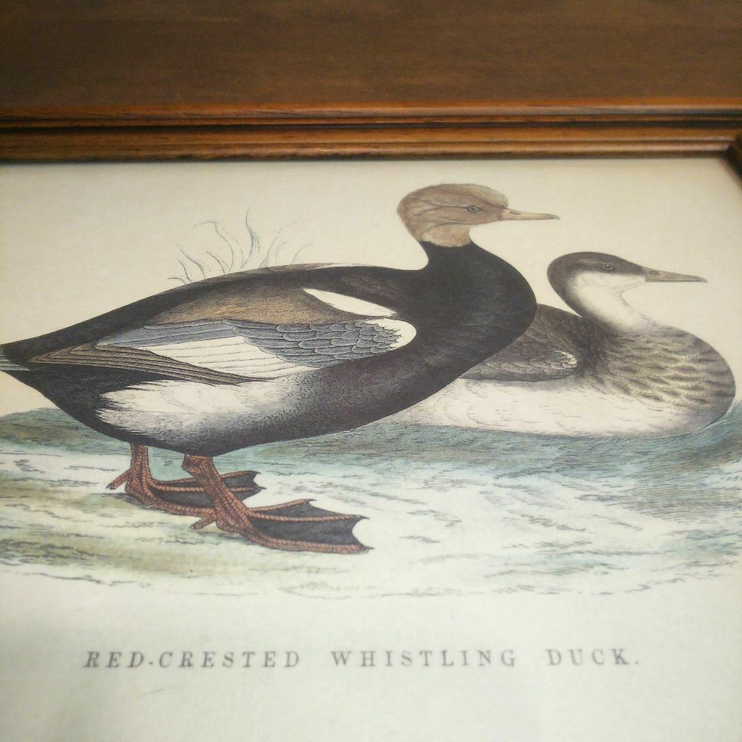 M*e様 Grafiche Tasgotti イタリアン プリント 水鳥 ４点セ