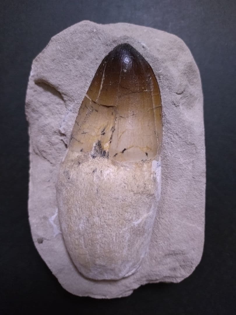 モロッコ産モササウルスの歯歯根と母岩付　プログナソドン ギガンデス