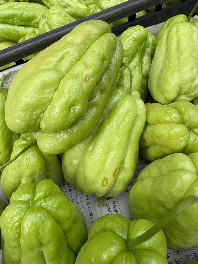 ハヤトウリ　16キロ 富士山麓産