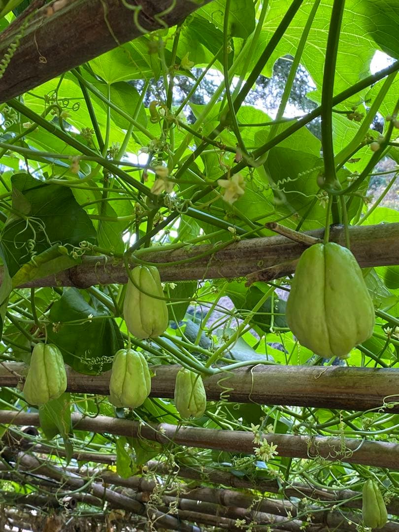 ハヤトウリ　16キロ 富士山麓産