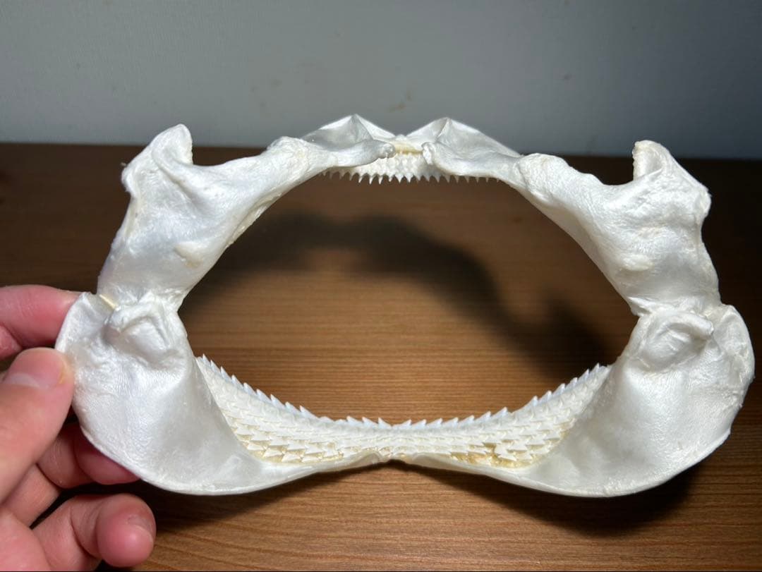 深海ザメ(タロウザメ)の顎の標本