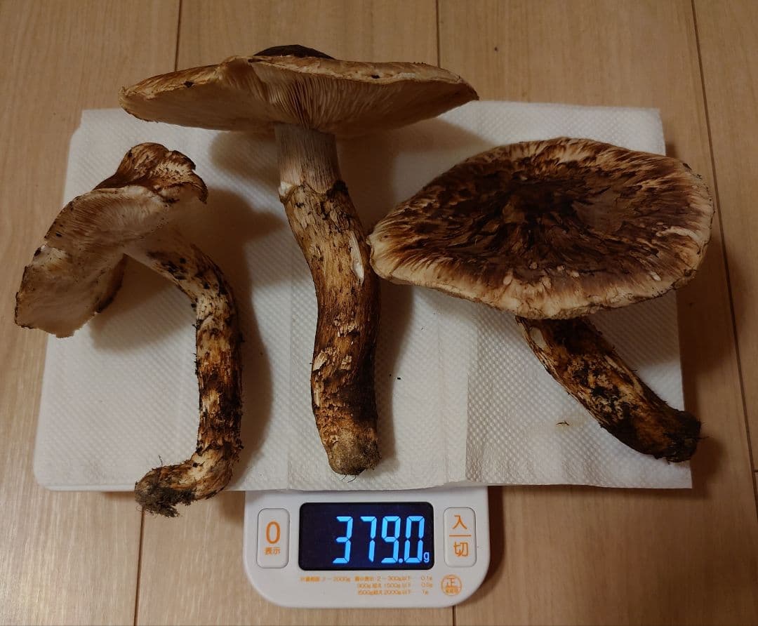 #岩手県岩手郡岩手町産天然松茸およそ300g 特価開き