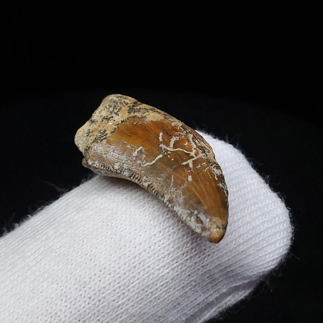 希少 ネオヴェナトル 化石 歯 恐竜 本物 ワイト島産 21.26mm fr83