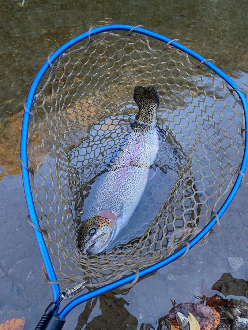 SHIMANO トラウトワン エリアスペシャル66UL