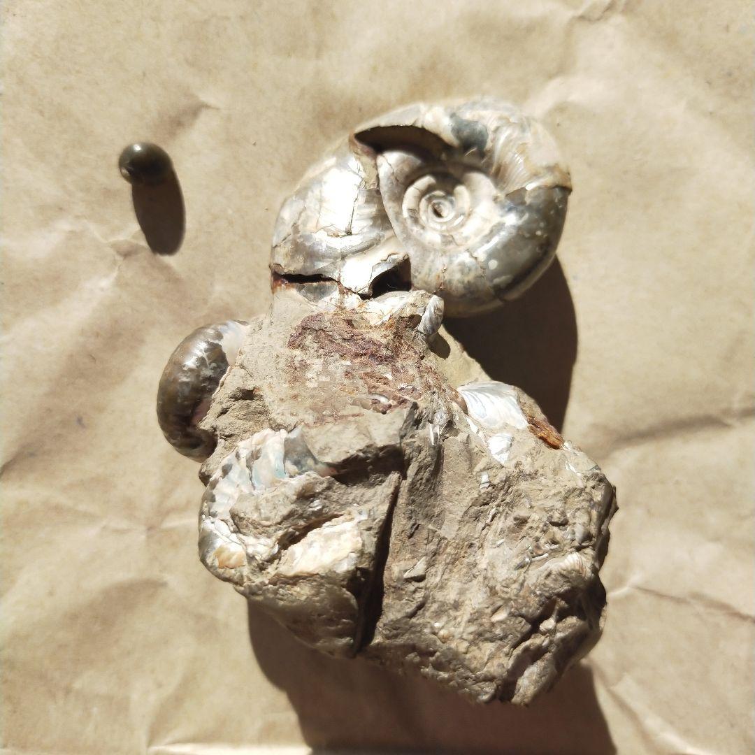 アンモナイト化石 約9cm