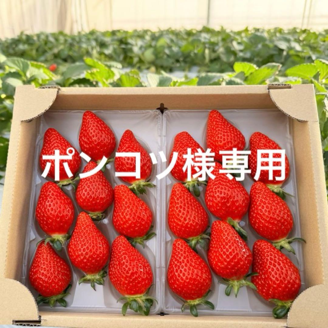 ポンコツ べにたま 8粒～15粒×2パック入り 2箱