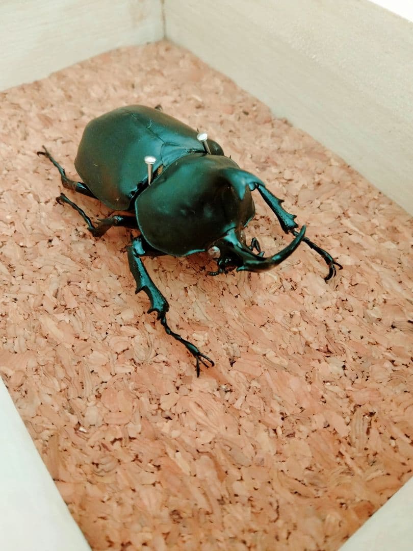 超貴重種　ダビデスカブト標本（木箱付き）