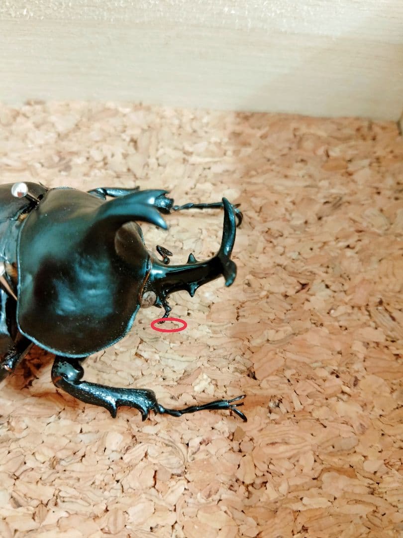 超貴重種　ダビデスカブト標本（木箱付き）