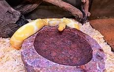 爬虫類　水 エサ入れ　21