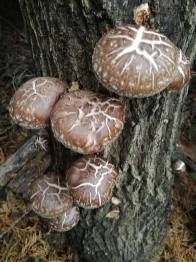 ももさまご予約専用 大分県特産 生どんこ椎茸「秋子」ダブル