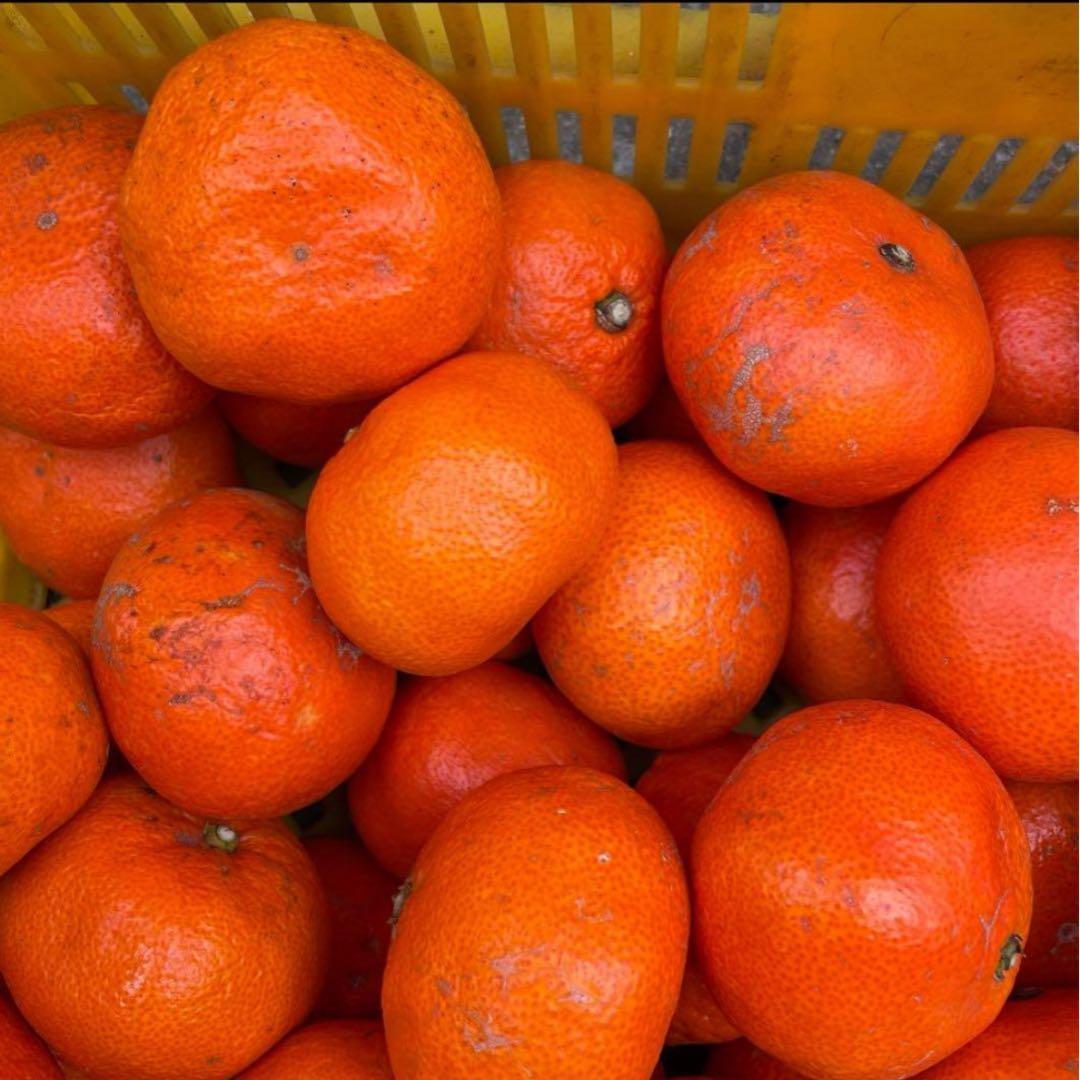 香川県産　小原紅早生みかん　家庭用9.5〜10キロ　2箱