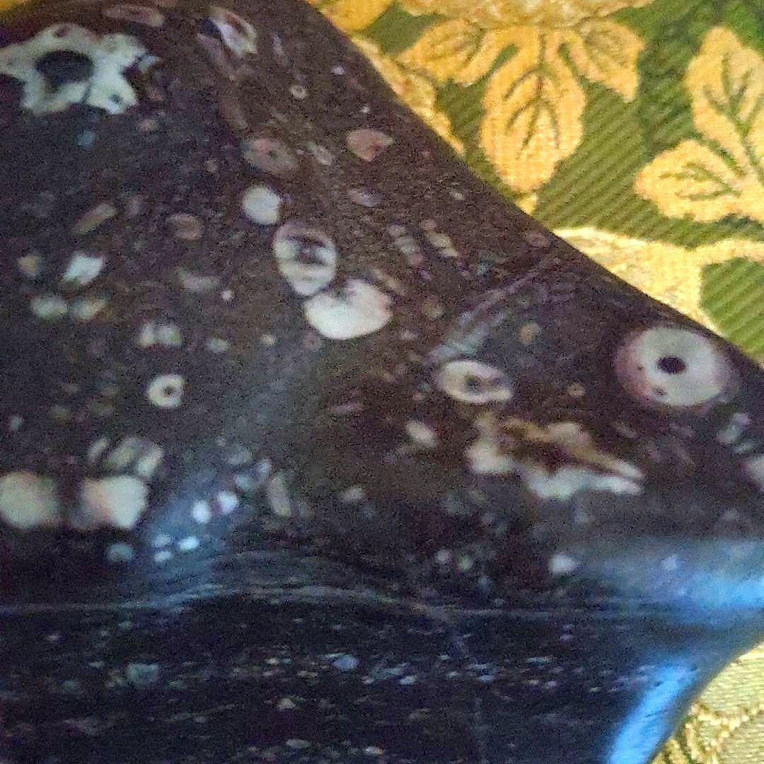 【最終価格】梅花石　銘、鶯の宿　梅の里　日本愛石館館長　小森宗閑翁