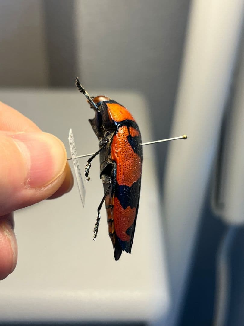 【39mm】クロモンベニオウサマムカシタマムシCalodema 標本スハンダエ