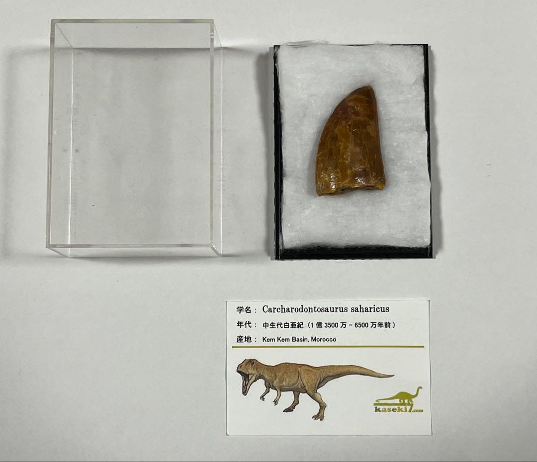 Carcharodontosaurus 実物歯化石 歳三