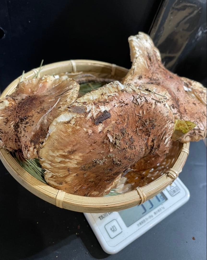 【大人気‼︎ 開きセット 330g 今期最終‼︎】本日採れ‼︎ 松茸◆クール便発送◆