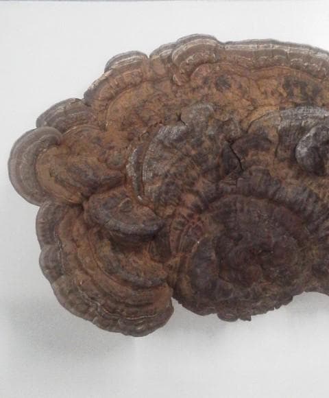 大きめ サルノコシカケ さるのこしかけ 北海道産