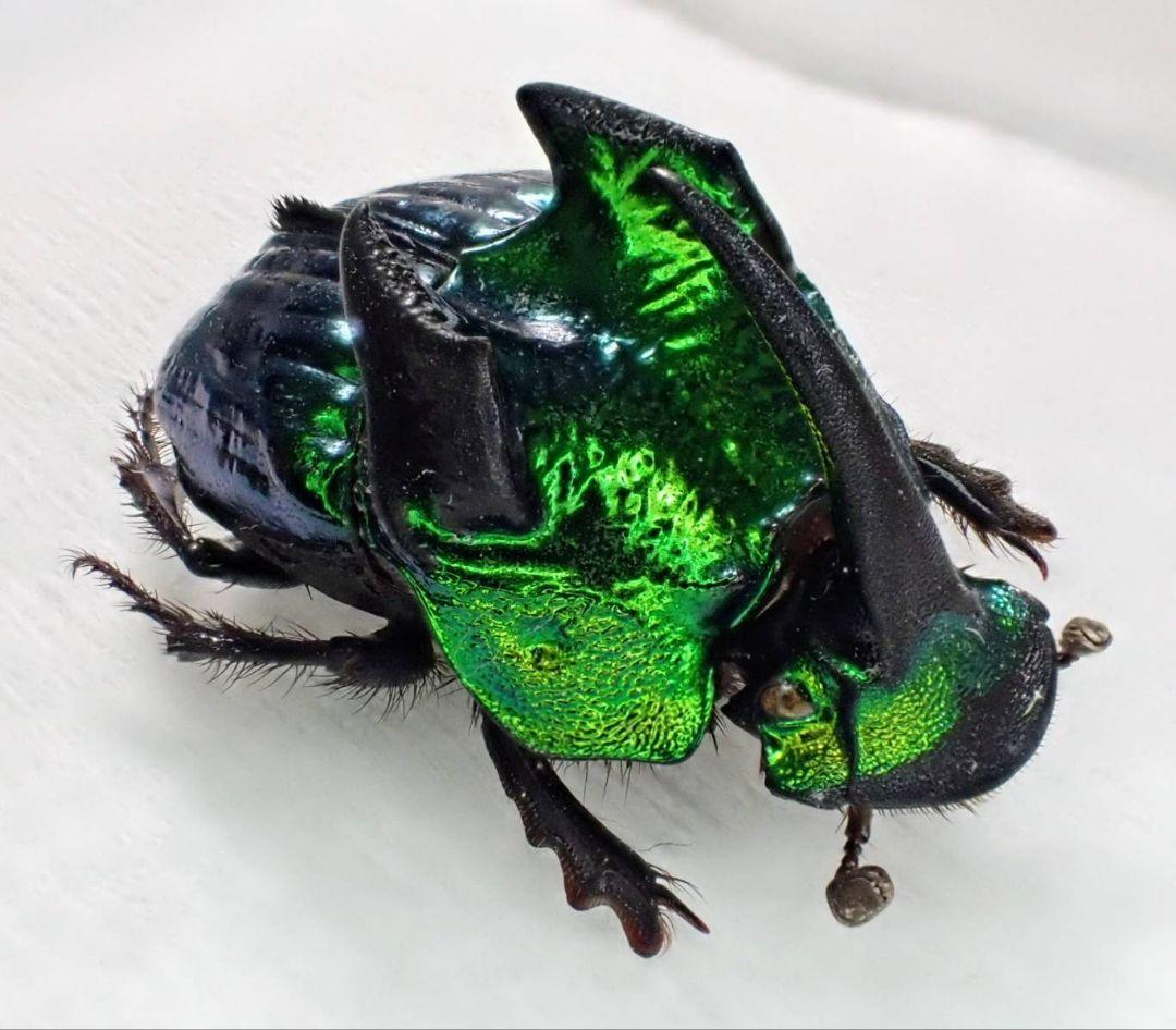 デーモンニジダイコクコガネ　ペア