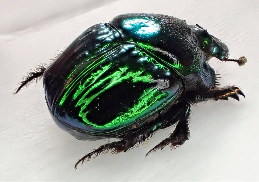 デーモンニジダイコクコガネ　ペア