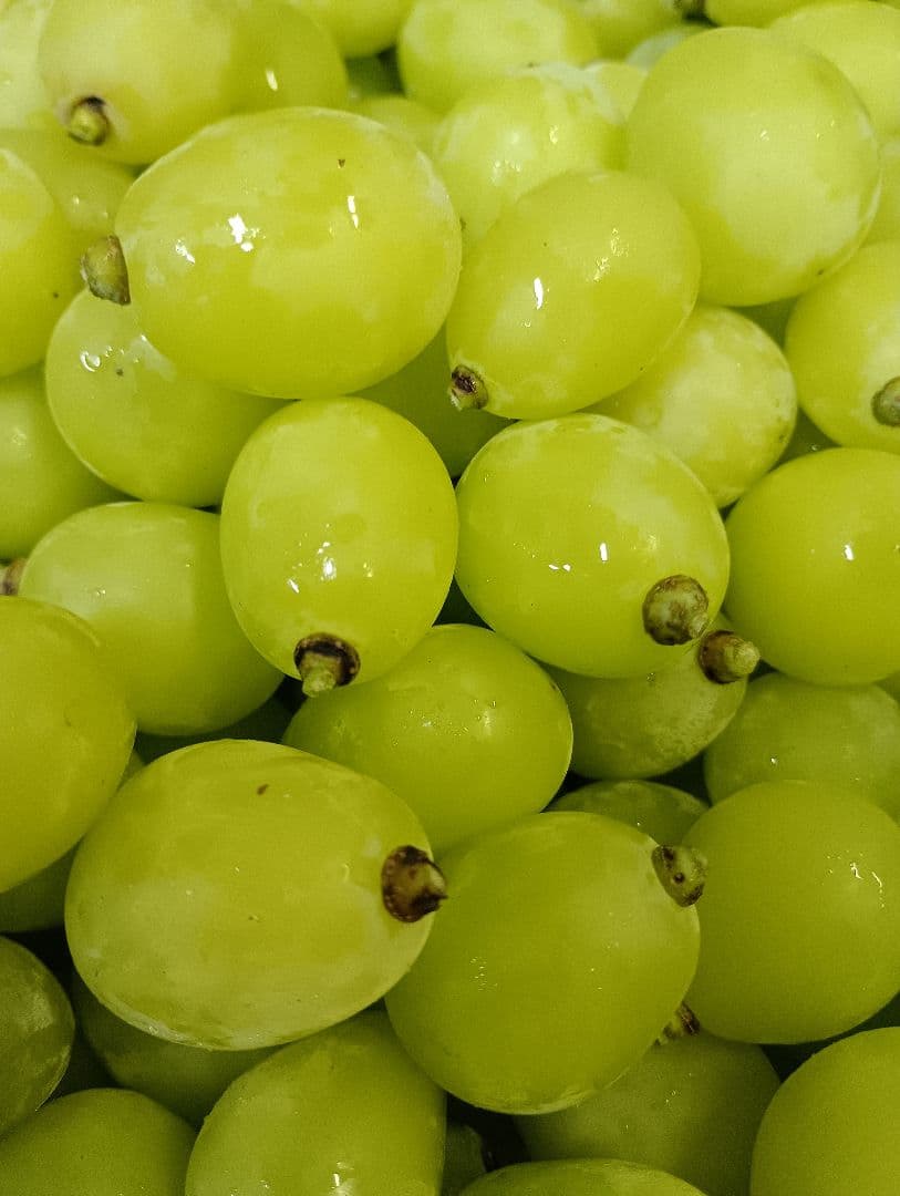 もーちゃんさん専用品シヤインマスカット大粒グリーン多め入り3キロパック入り