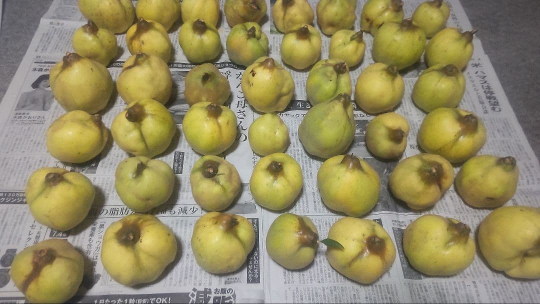 北海道産　マルメロ　9.6kg（44個）ラスト出品です